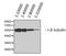 Tubulin antibody, GTX34285, GeneTex, Western Blot image 