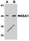 WD Repeat Domain 74 antibody, 5669, ProSci, Western Blot image 