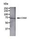 Signal Transducing Adaptor Molecule antibody, orb234145, Biorbyt, Western Blot image 