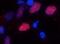 Oligodendrocyte Transcription Factor 2 antibody, NBP1-28667, Novus Biologicals, Immunofluorescence image 