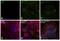 Protein Tyrosine Kinase 2 Beta antibody, 700183, Invitrogen Antibodies, Immunofluorescence image 