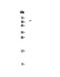 Interleukin 27 antibody, A00857-1, Boster Biological Technology, Western Blot image 