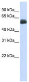 Centrosomal Protein 55 antibody, TA339344, Origene, Western Blot image 