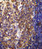 Protein Tyrosine Phosphatase Receptor Type J antibody, 55-615, ProSci, Immunohistochemistry frozen image 