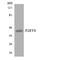 P2Y Receptor Family Member 8 antibody, LS-C200444, Lifespan Biosciences, Western Blot image 