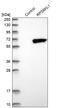 Ribosomal Protein S6 Kinase Like 1 antibody, HPA027451, Atlas Antibodies, Western Blot image 