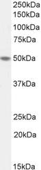 TEA Domain Transcription Factor 2 antibody, LS-C112751, Lifespan Biosciences, Western Blot image 