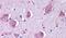 Histamine Receptor H1 antibody, PA5-33842, Invitrogen Antibodies, Immunohistochemistry frozen image 