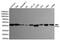 Flap Structure-Specific Endonuclease 1 antibody, MBS475164, MyBioSource, Western Blot image 