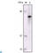 FES Proto-Oncogene, Tyrosine Kinase antibody, LS-C812470, Lifespan Biosciences, Western Blot image 