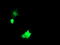 NFKB Inhibitor Interacting Ras Like 1 antibody, LS-C174168, Lifespan Biosciences, Immunofluorescence image 