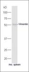 100 kDa protein antibody, orb158678, Biorbyt, Western Blot image 