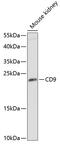 CD9 Molecule antibody, 16-840, ProSci, Western Blot image 