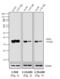 Mouse IgG (Fc) antibody, A16093, Invitrogen Antibodies, Western Blot image 