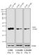 Mouse IgG (Fc) antibody, A16093, Invitrogen Antibodies, Western Blot image 