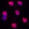 Proteinase 3 antibody, MAB61341, R&D Systems, Immunofluorescence image 