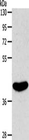 Sphingosine-1-Phosphate Receptor 4 antibody, CSB-PA136242, Cusabio, Western Blot image 