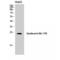 Syndecan 4 antibody, LS-C386257, Lifespan Biosciences, Western Blot image 