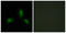 Insulin Receptor Substrate 1 antibody, LS-C118153, Lifespan Biosciences, Immunofluorescence image 