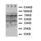Death-associated protein kinase 2 antibody, orb48024, Biorbyt, Western Blot image 