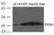 Hydroxysteroid 17-Beta Dehydrogenase 10 antibody, 79-705, ProSci, Western Blot image 