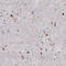 RUN Domain Containing 3A antibody, HPA070733, Atlas Antibodies, Immunohistochemistry frozen image 