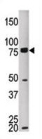 Maternal Embryonic Leucine Zipper Kinase antibody, abx033203, Abbexa, Western Blot image 