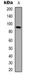 Signal Transducer And Activator Of Transcription 5A antibody, orb318866, Biorbyt, Western Blot image 