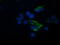 Tripartite Motif Containing 44 antibody, LS-C174406, Lifespan Biosciences, Immunofluorescence image 