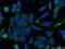 Syntabulin antibody, 16972-1-AP, Proteintech Group, Immunofluorescence image 