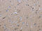 Interleukin-27 receptor subunit alpha antibody, CSB-PA298467, Cusabio, Immunohistochemistry frozen image 