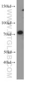 Protocadherin Beta 5 antibody, 19609-1-AP, Proteintech Group, Western Blot image 