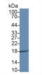 Probetacellulin antibody, MBS2002700, MyBioSource, Western Blot image 