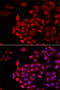 Cochlin antibody, 22-314, ProSci, Immunofluorescence image 