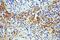 ArfGAP With Dual PH Domains 2 antibody, 13706-1-AP, Proteintech Group, Immunohistochemistry frozen image 