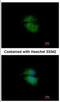 Cytohesin 3 antibody, NBP2-16085, Novus Biologicals, Immunocytochemistry image 