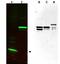 SPANX Family Member C antibody, orb345533, Biorbyt, Western Blot image 