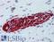 Peripherin antibody, LS-B6138, Lifespan Biosciences, Immunohistochemistry frozen image 
