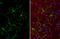 Interleukin 1 Beta antibody, GTX74034, GeneTex, Immunocytochemistry image 