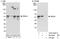 Ring Finger Protein 1 antibody, A303-552A, Bethyl Labs, Immunoprecipitation image 