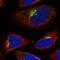 MPI antibody, HPA027774, Atlas Antibodies, Immunofluorescence image 
