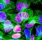 Orthodenticle Homeobox 2 antibody, BAF1979, R&D Systems, Immunofluorescence image 