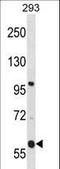 Transmembrane And Coiled-Coil Domains 4 antibody, LS-C161951, Lifespan Biosciences, Western Blot image 