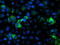 Nudix Hydrolase 9 antibody, TA503333, Origene, Immunofluorescence image 