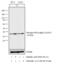 Protein Phosphatase 2 Catalytic Subunit Alpha antibody, PA5-36874, Invitrogen Antibodies, Western Blot image 