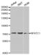 Nuclear Factor Of Activated T Cells 1 antibody, abx001296, Abbexa, Western Blot image 