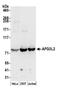 AFG3 Like Matrix AAA Peptidase Subunit 2 antibody, A305-481A, Bethyl Labs, Western Blot image 