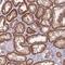 Alpha-adducin antibody, NBP2-38268, Novus Biologicals, Immunohistochemistry frozen image 