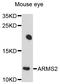 Age-Related Maculopathy Susceptibility 2 antibody, STJ112200, St John