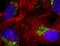 Goat IgG antibody, A27018, Invitrogen Antibodies, Immunofluorescence image 